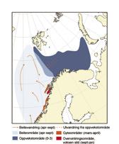 11 HAVETS RESSURSER OG MILJØ 25 KAPITTEL 3 ØKOSYSTEM NORSKEHAVET 3.2.3 De pelagiske ressursene 3.2.3.1 Norsk vårgytende sild (NVG) NVG SILD Clupea harengus Gyteområde: Norskekysten.