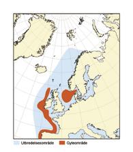 15 HAVETS RESSURSER OG MILJØ 25 KAPITTEL 4 ØKOSYSTEM NORDSJØEN/SKAGERRAK 4.2.3.2 Makrell Den nordøstatlantiske makrellbestanden består av tre gytekomponenter, sørlig, vestlig og nordsjømakrell.