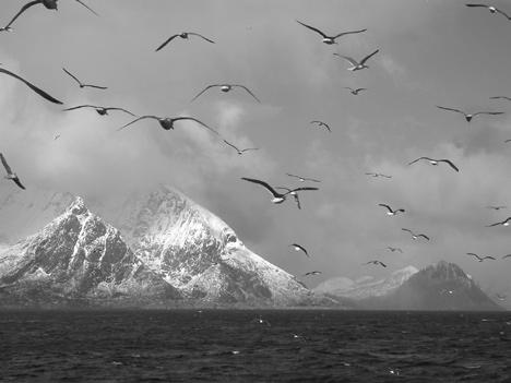 HAVETS RESSURSER OG MILJØ 25 15 Foto: Hans Hagen Stockhausen Biodiversity The temperature increase the last years has lead to passing or more permanent occurrences of new species in our areas.