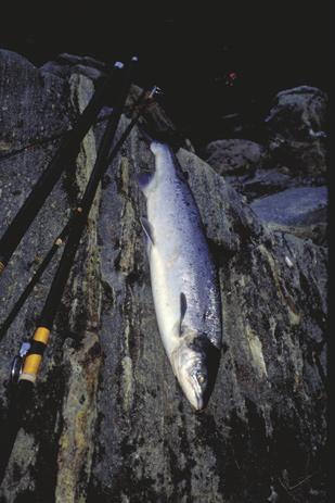 196 5.6 Likt og ulikt om laks. Laksebestanden i Norge og marine lakseundersøkelser 1995 24 Laksen er en anadrom art, dvs.