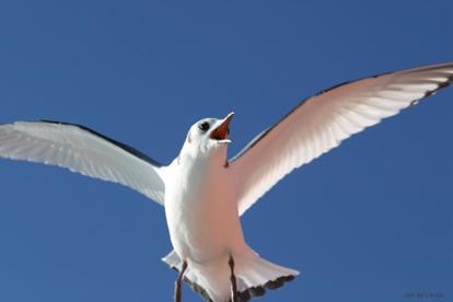 The coastal areas can in many respects be seen as parts of the three large ecosystems, but in other respects as many smaller ecosystems.