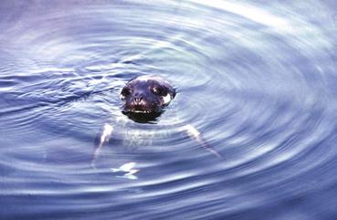 KAPITTEL 2 ØKOSYSTEM BARENTSHAVET HAVETS RESSURSER OG MILJØ 25 89 Figur 2.3.4.9.1 Steinkobbe. Harbour seal.