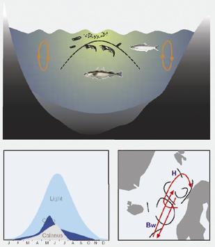 KAPITTEL 3 ØKOSYSTEM NORSKEHAVET HAVETS RESSURSER OG MILJØ 25 99 uttrykt gjennom endringer i strømsystemet som fører larvene fra gytefeltene vest for De britiske øyer og inn i Norskehavet.