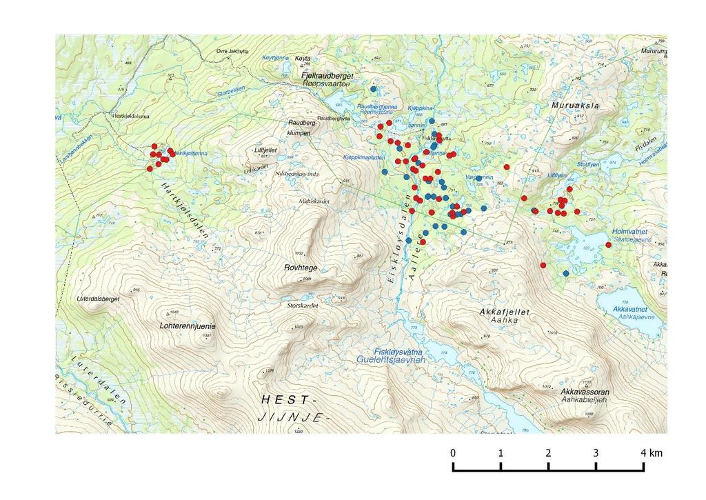 Figur 1. Oversikt over fangstlokaliteter for fjellryper i Lierne vinteren 2012 (rød) og 2013 (blå). 2.2 Punkttakseringer av stegger om våren Som beskrevet i Nilsen mfl.
