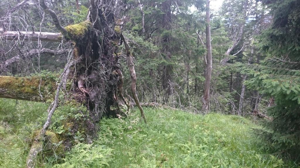 Foto: Terje Blindheim Det er svært høyt tetthet av grøfter