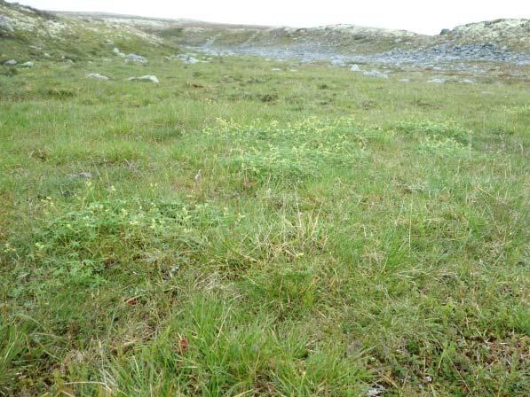 1b Grassnøleie Økologi: Grassnøleia opptrer over skoggrensa på stader med mindre ekstreme snøforhold enn i mosesnøleia, men med betre snødekke enn i rishei.
