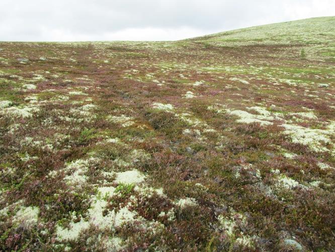 Areal med meir enn 50% dekning av lavartar er mindre godt beite. 2f Alpin røsslynghei Økologi: Alpin røsslynghei forekjem helst i kystområde, men òg på næringsfattig, veldrenert mark innover i landet.