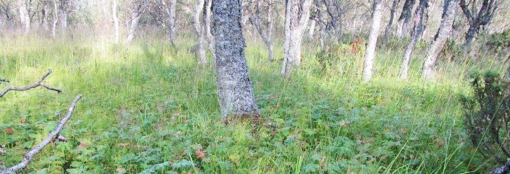 Forekomst: Engbjørkeskog utgjer 6,1% av arealet under skoggrensa.