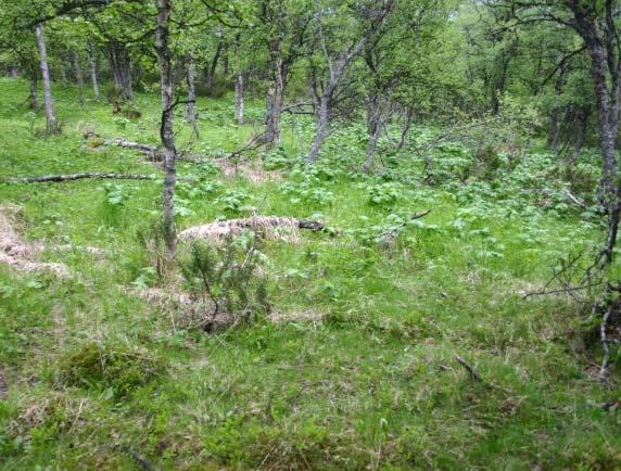 Open og grasrik skog som truleg er minne etter tidlegare slått i Småenget. Det er restar etter mange høyløer i lisida som her ved Nyslette. tyrihjelm no i ferd med å overta feltsjiktet.