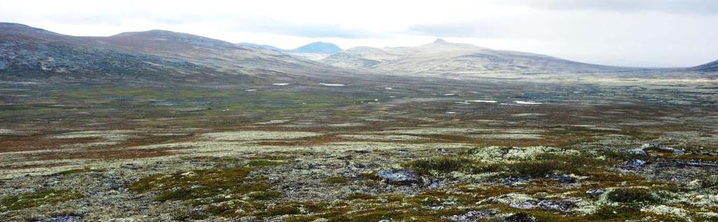 Det som er av beitbare areal ligg etter bekkar der utnyttinga må sjåast i samanheng med beitet i dalane nedafor. Viddepartiet med øvre delar av Rausjødalen sett frå Rausjøpiggen. 7.