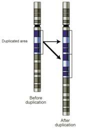CNV Kopitallsvarianter Personen mangler biter eller har ekstra biter av kromosomet (delesjoner eller