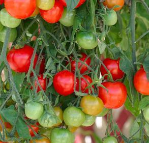 Tomat Tumbler Solanum lycopersicum Søtviefamilien.