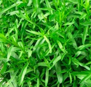 og stiklinger Estragon Tysk Artemisia dracunculus Kurvplantefamilien Trives best på et lunt og solrikt voksested. Veldrenert og sandblandet jord.