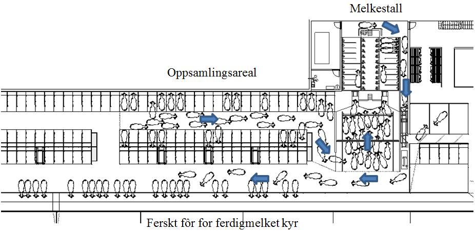 Figur 19 Trafikkmønster ved melking, starter i oppsamlingsareal og ender opp i løsdriftsavdelingen/fôrbrett Når mekaniseringen for melkingen settes i gang trekker flere av kyrne seg mot melkestallen