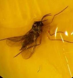 Hærmygg Voksen (2-4 mm) og larve (4-7mm) Skade Larvene gnager på røtter og rothals og kan spre soppsykdommer. Foto: Liv Knudtzon Bekjempelse Heng opp gule limfeller til fangst av voksne hærmygg.