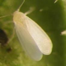 Veksthusmellus Voksen (1 mm) på undersiden av unge blad. Nymfe (0,5 mm) på undersiden av gamle blad. Skade Små angrep gir ikke synlig skade. Ved store angrep dannes et klissent belegg.