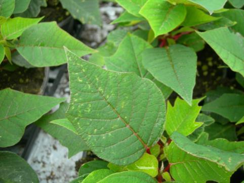 Dersom småplantene er behandlet med plantevernmidler som er skadelig for nyttedyr: Sprøyt en gang med Vertimec for å redusere smittepress av trips.