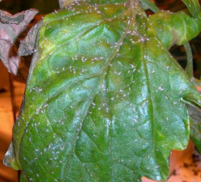 Se tabell 1 for informasjon om bruk av kjemiske plantevernmidler mot bladlus i julestjerne. Dersom du ønsker forebyggende utsett med snylteveps (Aphidius colemani og A.