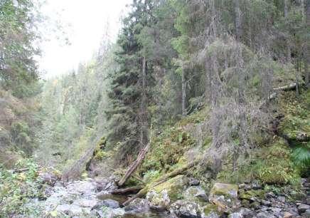 Islandsmoen, Sør-Aurdal kommune Berører en nasjonalt viktig bekkekløft 10 kjente rødlistede lav- og karplanter er påvist på utbyggingsstrekningen 15 NVEs konklusjon: Foto: Tom H.