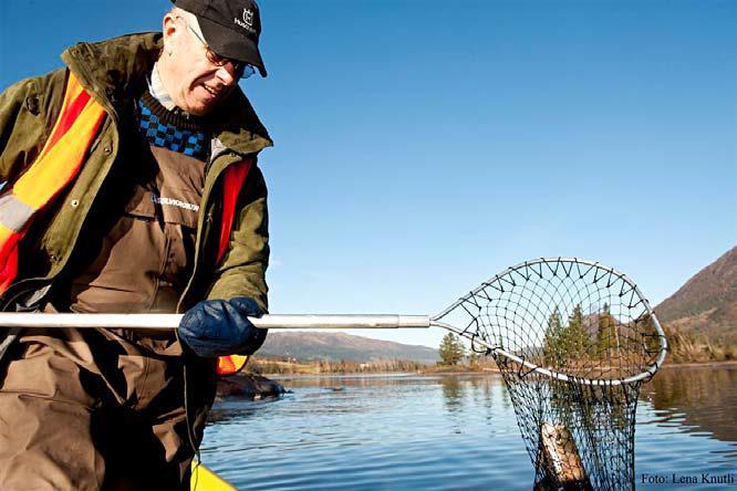 Fangst av stamfisk i