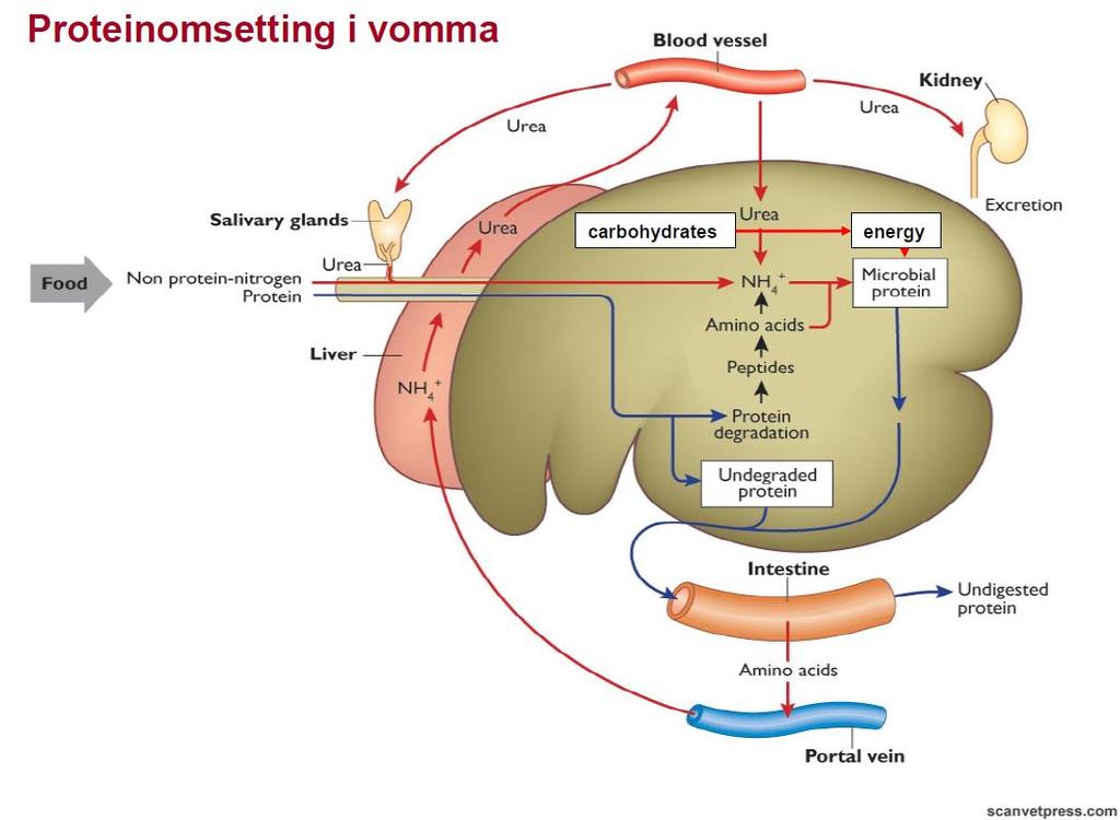 Optimaliser proteintilførselen i vomma PBV g/kg TS 3 16 57 NDF fordøyelighet, % 44,6 a 48,5 b 48,4 b Aminosyrer til Tarm, g/d 1912 a 2087 b 2019 c Surfôropptak, kg TS/d 7,8 a 8,8 b 8,2 a (Minde og