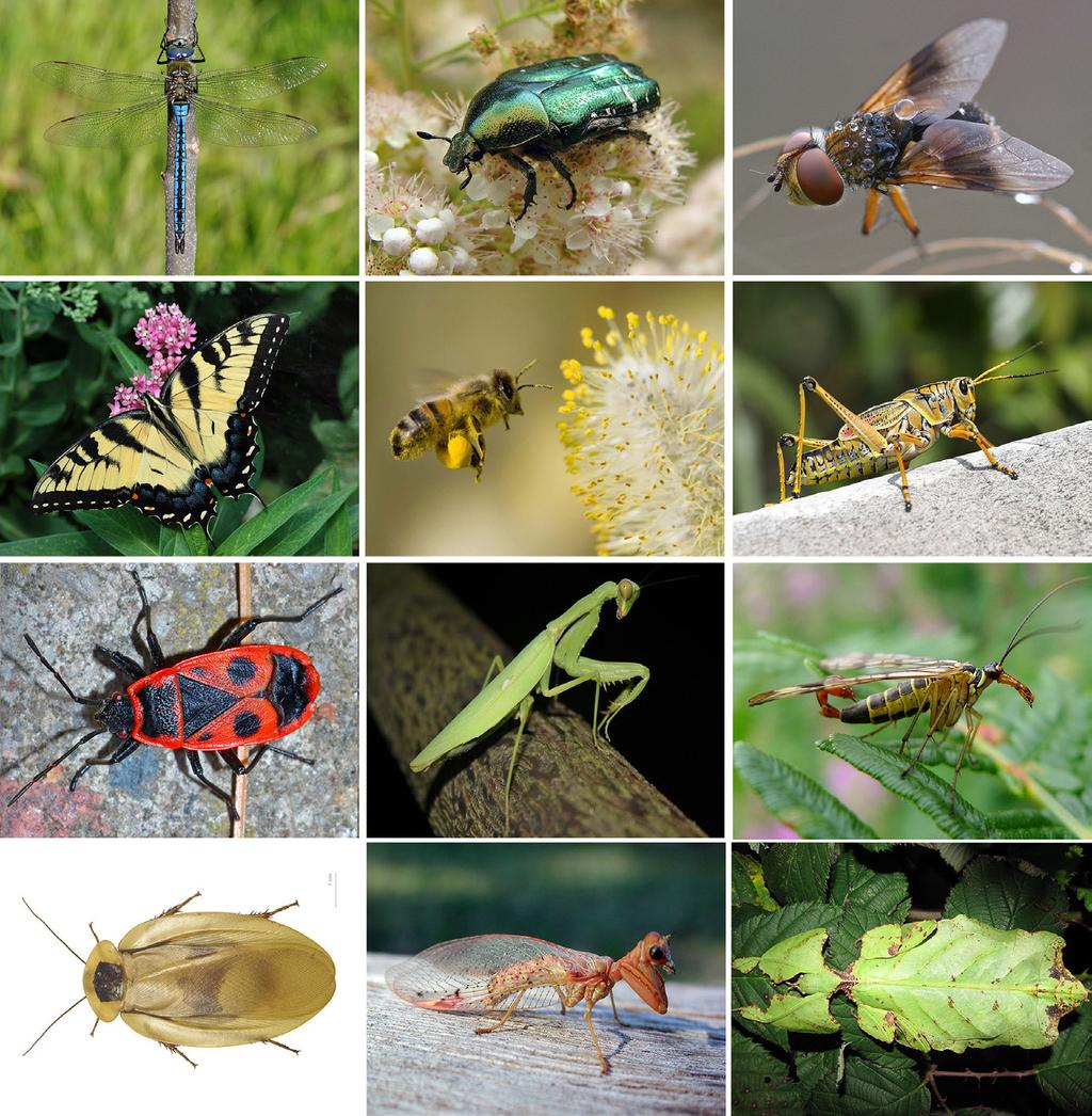 NATUR OG OPPLEVELSER PÅ SKOLEVEIEN GRUBLESPØRSMÅL: Hva er det insekter egentlig driver med på jordkloden vår? Hva er et tre? Hvordan oppstår ugress?