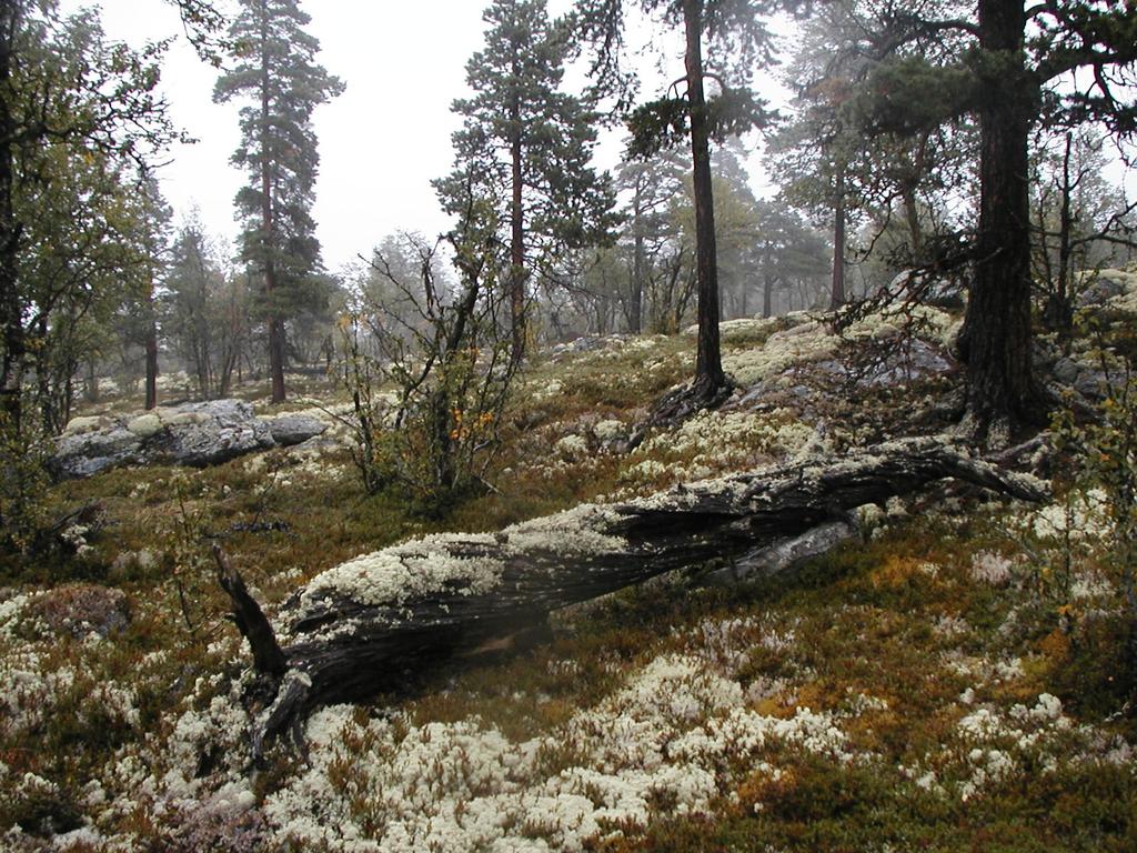 området nord for naturreservatet.