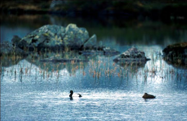 Plante- og dyreliv Hardangervidda har eit plante- og dyreliv som er typisk for sørnorske fjellområde, og området dannar grense for utbreiing av ei rekkje plante- og dyreartar i Noreg.