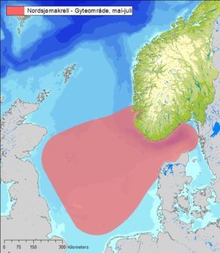 Figur D - 24 Gyteområde for Nordsjømakrell. Generell sårbarhet av olje på fisk Voksen fisk og yngel er ansett som mer robust enn tidlige livsstadier med hensyn til effekter av akutt oljeforurensning.