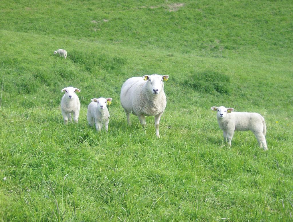 Ei søye med tre lam kan produsere 750-1000 g lammetilvekst pr dag på godt vårbeite (foto: Finn Avdem, Nortura) Økonomi ved godt beitebruk Godt beitebruk gjev mange fordelar både for sauen og bonden.