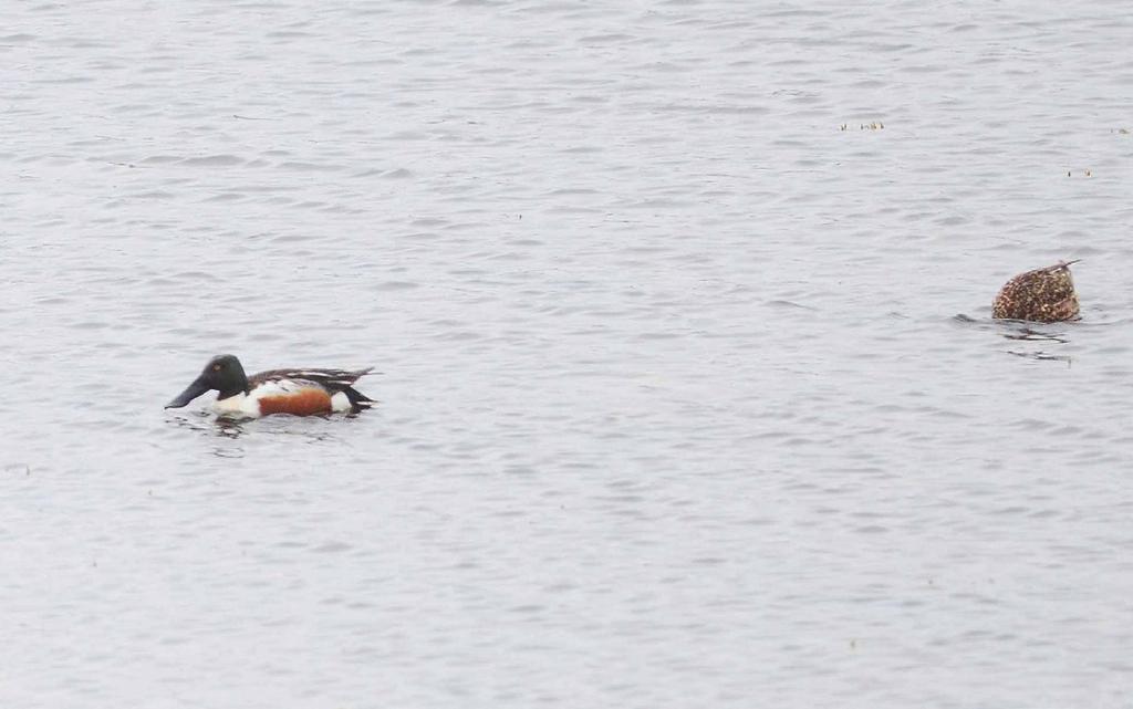 NoF Travel Finnmark 2016 Antall arter observert: 124 Sædgås Anser fabalis (Taiga Bean-Goose) 2 Valdak og Valdakbekken 20/05 2 Brenna 21/05 4 Veidnes 21/05 1 Kjølnes fyr 23/05 2 Nesseby 23/05 15 Lille