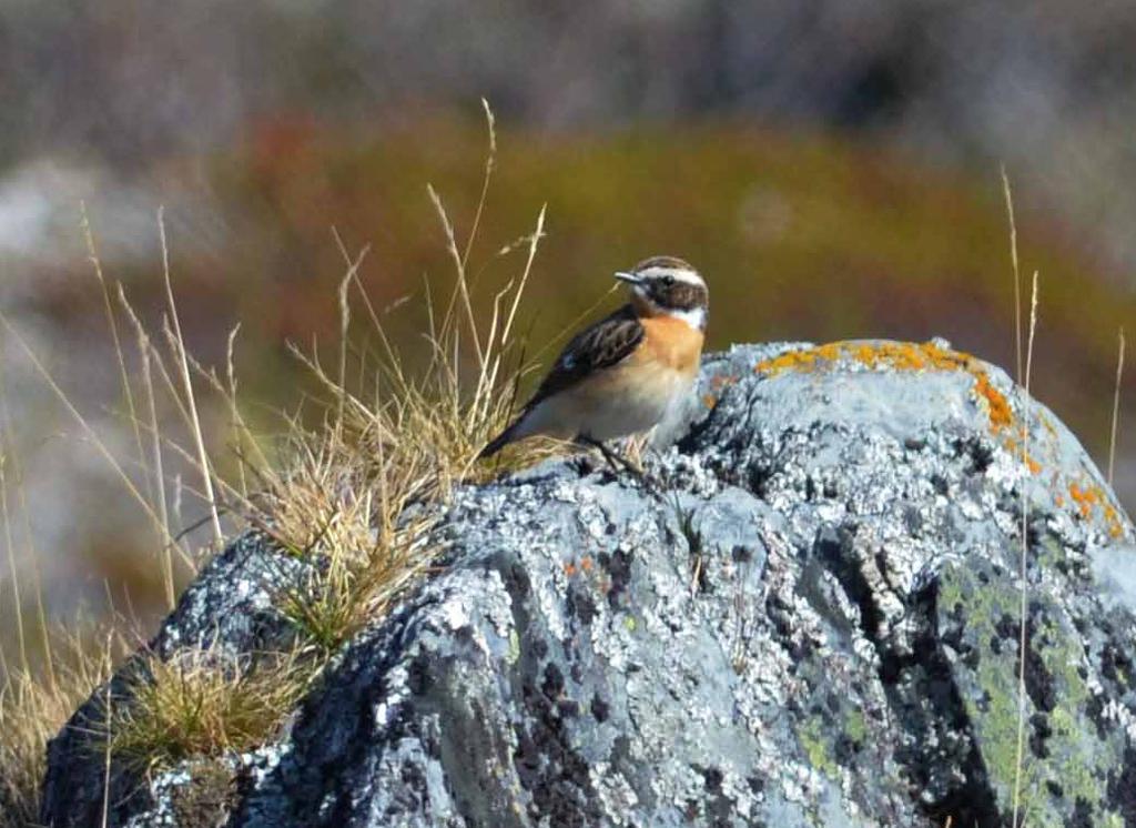 Jernspurv Prunella modularis (Dunnock) 1 Veidnes 21/05 Gulerle Motacilla flava (Western Yellow Wagtail) 1 Straumsnesvatn, Båtsfjord 23/05 3 Tana og Tanadeltaet 23/05 Linerle Motacilla alba (White