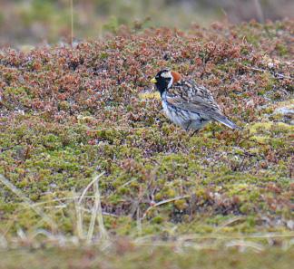 Buskskvett Saxicola rubetra (Whinchat) 1 Vestre Risfjord 23/05 Steinskvett Oenanthe oenanthe (Northern Wheatear) 2 Sennalandet 20/05 Reg. Brenna 21/05 Reg. Mehamn-Slettnes, underveis 22/05 Reg.