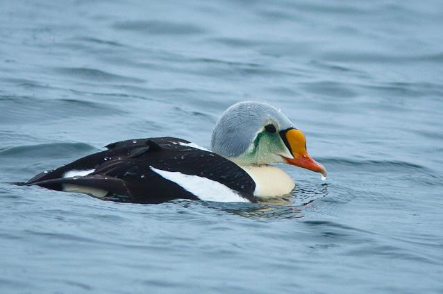 Praktærfuglhannen fra Havna i Gamvik. Foto: Eli Sørensen Fiskeværet i Mehamn. Foto: Eli Sørensen 24.