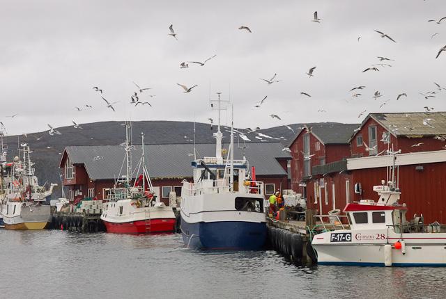 Det var sur vind og økende nedbør jo nærmere vi kom Vardø noe som ikke var optimalt fuglemessig.