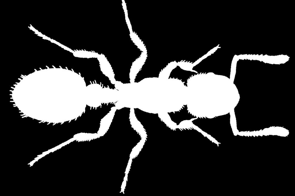 Hageeitermauren (Myrmica rubra), som er den vanligste mauren rundt hus og bygninger i lavlandet, har reir i