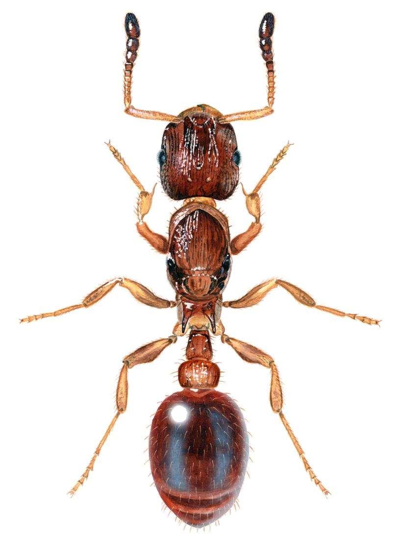 Familie maur (Formicidae) Ponerinae Kompostmaur