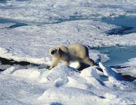Kunnskap om Arktis et viktig bidrag Foto: Reidar Hindrum, Direktoratet for naturforvaltning 7 Arktis er spesielt sårbart og fungerer derfor som et laboratorium og utstillingsvindu for klimaendringer.
