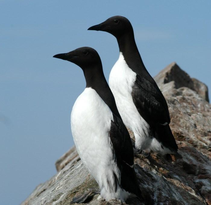 Lomvi i Norskehavet