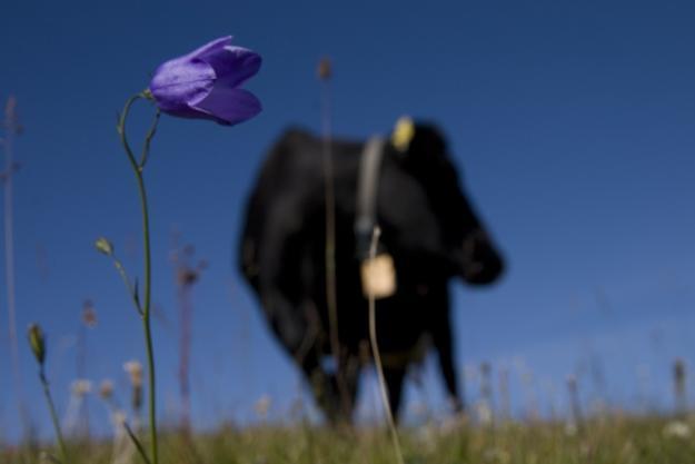 INTENSIV GJØDSLING ER NEGATIVT FOR DET BIOLOGISKE MANGFOLDET Storvokste gras og urter får bedre