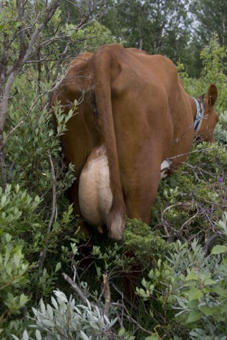 OPPHØR AV BRUK - GJENGROING Ved Storfjorden, Vestre Slidre 2008