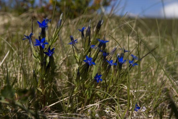 Hvorfor høyt biologisk mangfold knyttet til slåttemark og naturbeiter?