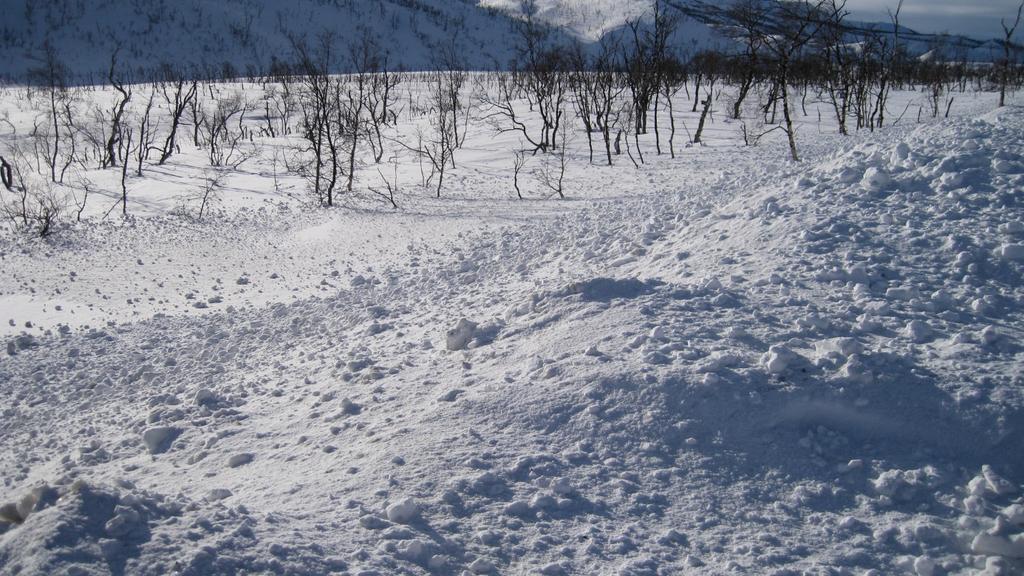 Glissen skog Foto 2: Ved ca.