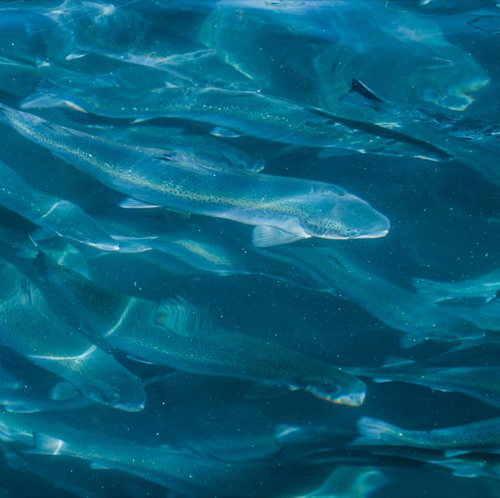 God fiskehelse Lukkede anlegg har mange fordeler når det gjelder fiskehelse. Vannet hentes på 30 meters dyp, der det er lite lakselus.