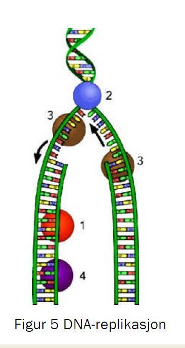 Genetikk 35 (oppgave y - høst 2009) Se på figur 8. Hvorfor er det ferdige mrna-molekylet kortere enn DNA-molekylet? A) Introner blir ikke transkribert.