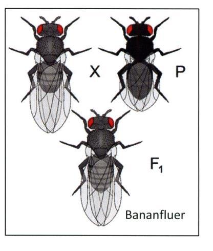 Genetikk 72 (oppgave 22 vår 2011) Vi krysser bananfluer med grå kroppsfarge og lange vinger med fluer som har svart kroppsfarge og korte vinger.