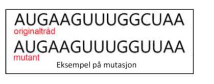 Resultatet av krysningen tyder på at A) allelet for korte vinger er recessivt B) allelet for lange vinger er recessivt C) allelet for svart kroppsfarge er dominant D) allelet for grå kroppsfarge er