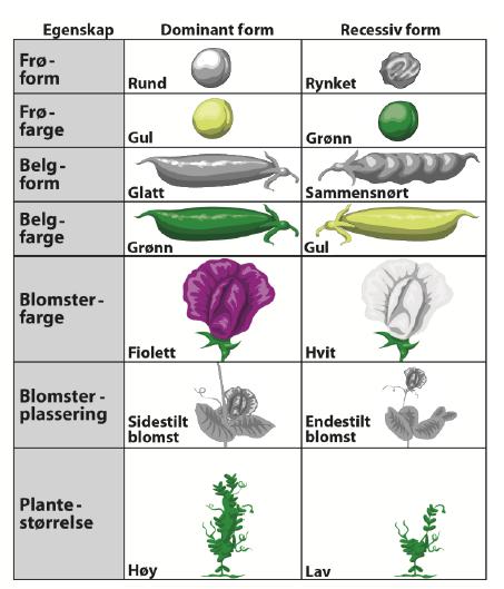Bruk opplysningene om erteplantene i skjemaet under til å svare på Genetikk 83 (oppgave 17 vår 2012) og Genetikk 84 (oppgave 18 vår 2012).