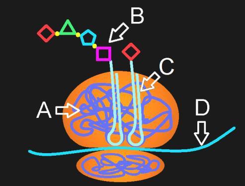 Genetikk 109 (oppgave 24 vår 2013) Straks en polypeptidkjede er ferdig, løsner mrna fra ribosomet når A) metionin og trna fester seg til stoppkodonet B) et spesielt protein (stoppfaktor) binder seg
