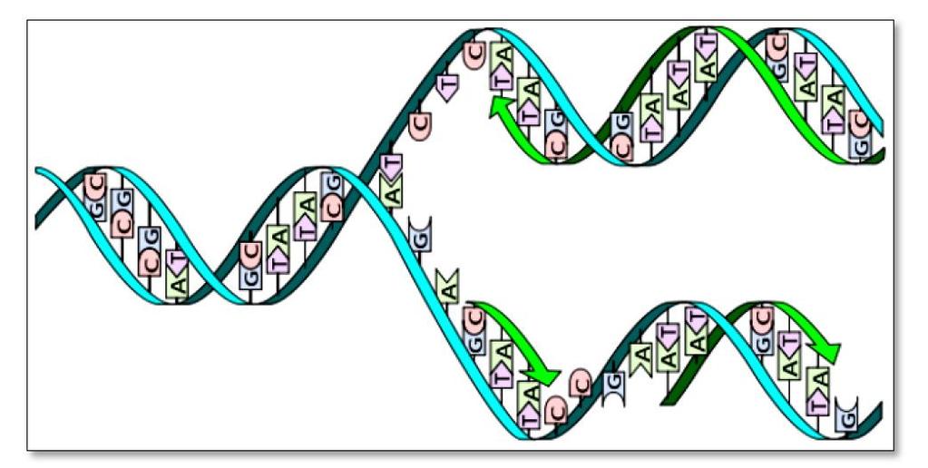 Genetikk 117 (oppgave 11 høst 2013) 11) Hva viser figuren under? Kilde: Wikimedia commons. Madeleine Price Ball.